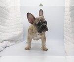 Small Photo #4 French Bulldog Puppy For Sale in CARMEL, IN, USA