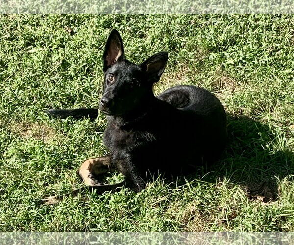 Medium Photo #4 German Shepherd Dog Puppy For Sale in New Hill, NC, USA