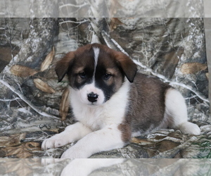 Akita-Unknown Mix Puppy for sale in SHILOH, OH, USA