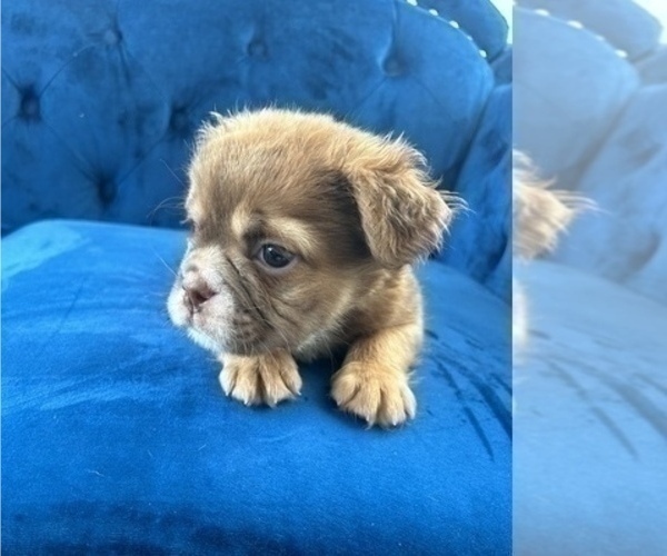 Medium Photo #8 English Bulldog Puppy For Sale in CHICAGO, IL, USA