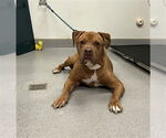 Small #1 Boxer-Vizsla Mix