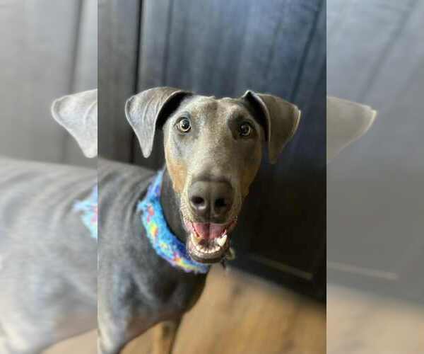 Medium Photo #20 Doberman Pinscher-Unknown Mix Puppy For Sale in Escondido, CA, USA