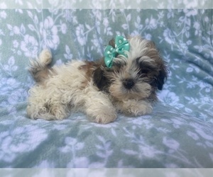 Zuchon Puppy for sale in LAKELAND, FL, USA