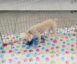 Small #5 Poodle (Toy)