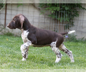 German Shorthaired Pointer Puppy for sale in Corbeanca, Ilfov, Romainia