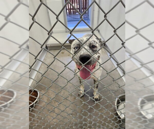 Medium Photo #1 Mutt Puppy For Sale in Temple, TX, USA