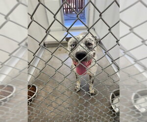 Mutt Dogs for adoption in Temple, TX, USA