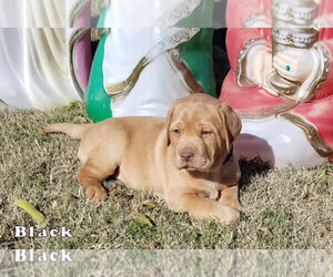 Labrador Retriever Puppy for sale in LONE OAK, TX, USA
