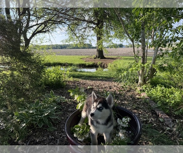 Medium Photo #41 Siberian Husky Puppy For Sale in ALTON, IL, USA