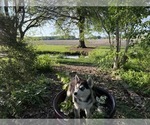 Small Photo #41 Siberian Husky Puppy For Sale in ALTON, IL, USA