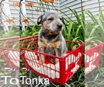 Puppy Puppy 3 Australian Cattle Dog