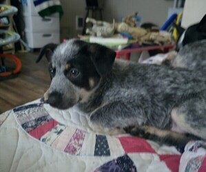 Australian Cattle Dog Puppy for sale in VANCOUVER, WA, USA