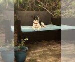 Small Photo #3 Rat Terrier-Unknown Mix Puppy For Sale in West Palm Beach, FL, USA