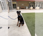 Small #1 Doberman Pinscher