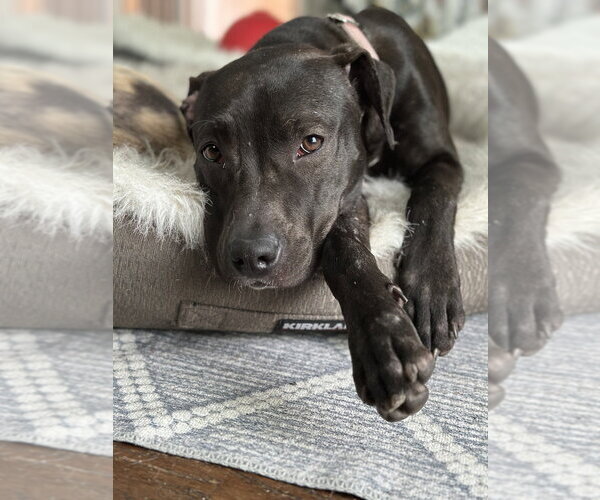 Medium Photo #19 Mutt Puppy For Sale in Mundelein, IL, USA