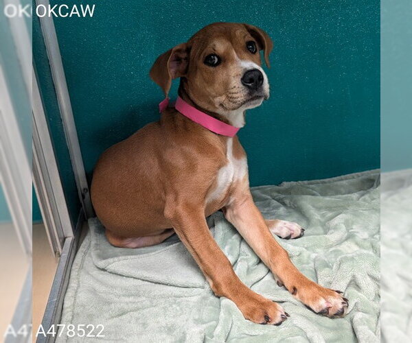 Medium Photo #1 Mutt Puppy For Sale in Oklahoma City, OK, USA
