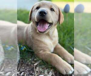 Medium Labrador Retriever