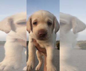 Labrador Retriever Puppy for Sale in BUCKEYE, Arizona USA