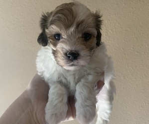 Maltipoo Puppy for sale in ALBUQUERQUE, NM, USA