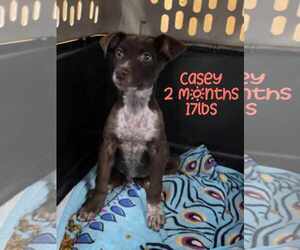 Mutt Dogs for adoption in Woodbury, NY, USA