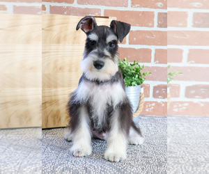 Schnauzer (Miniature) Puppy for sale in SYRACUSE, IN, USA