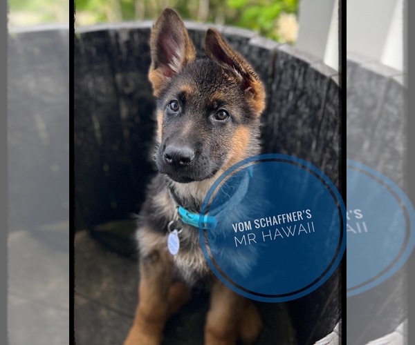 Medium Photo #1 German Shepherd Dog Puppy For Sale in KALKASKA, MI, USA
