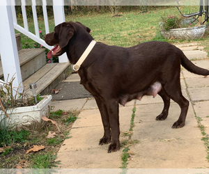 Mother of the Labrador Retriever puppies born on 05/10/2025
