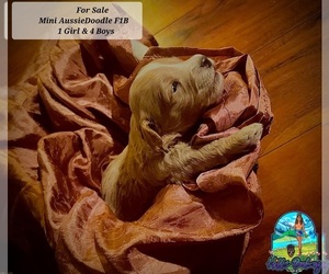 Aussiedoodle Miniature  Puppy for sale in NEW ORLEANS, LA, USA