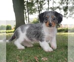Small Photo #3 Dachshund Puppy For Sale in HONEY BROOK, PA, USA