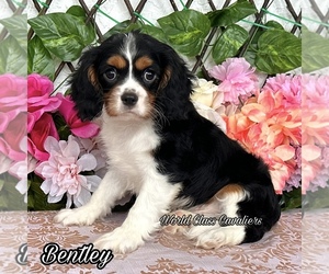 Cavalier King Charles Spaniel Puppy for sale in MIAMI, FL, USA