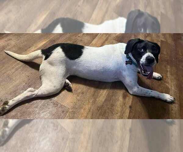 Medium Photo #12 Mutt Puppy For Sale in Candler, NC, USA