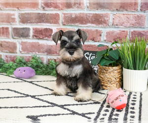 Schnauzer (Miniature) Puppy for sale in SYRACUSE, IN, USA