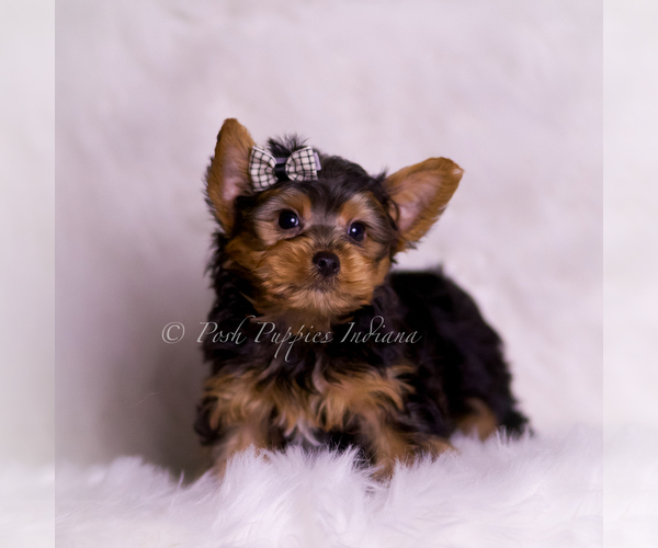 Medium Photo #4 Yorkshire Terrier Puppy For Sale in WARSAW, IN, USA