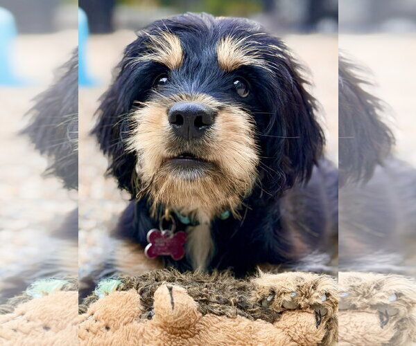 Medium Photo #4 Cavalier King Charles Spaniel-Unknown Mix Puppy For Sale in West Cornwall, CT, USA