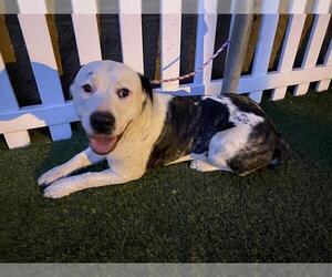 Mutt Dogs for adoption in Modesto, CA, USA