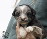Puppy 1 Miniature Australian Shepherd-Poodle (Standard) Mix
