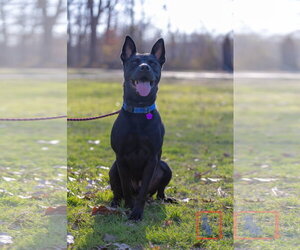 Dante - Male American Pit Bull Terrier-German Shepherd Dog Mix Dog for Adoption - Photo #5
