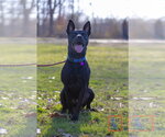 Small Photo #5 American Pit Bull Terrier-German Shepherd Dog Mix Puppy For Sale in Munford, TN, USA