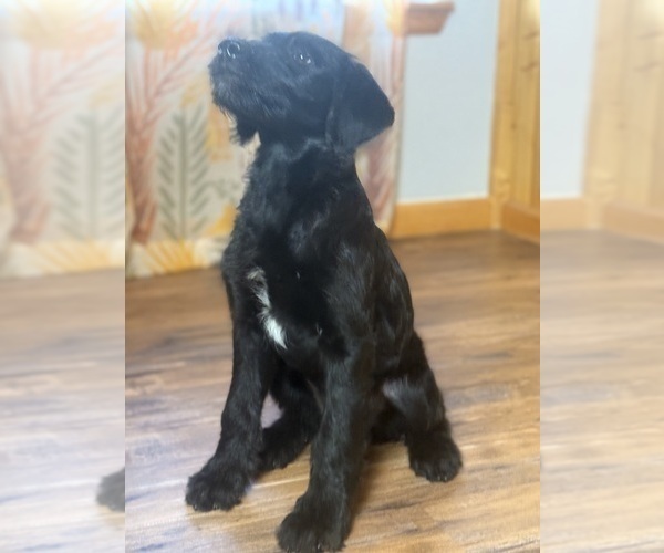Medium Photo #5 Goldador Doodle Puppy For Sale in ESTES PARK, CO, USA
