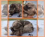 Puppy Heath Goldendoodle