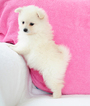 Small Photo #5 Pomeranian Puppy For Sale in FRAZER, PA, USA