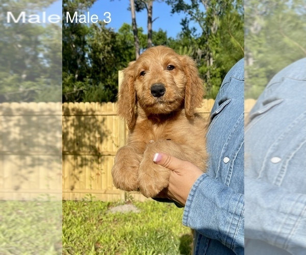 Medium Photo #14 Goldendoodle Puppy For Sale in OCALA, FL, USA