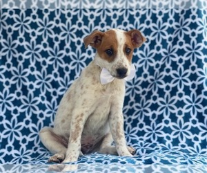 Australian Cattle Dog-Border Collie Mix Puppy for sale in LAKELAND, FL, USA