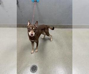 Siberian Husky-Unknown Mix Dogs for adoption in Las Vegas, NV, USA