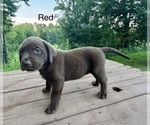 Small #5 Labrador Retriever