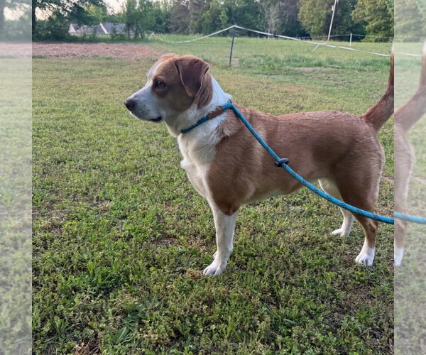 Medium Photo #3 Labbe Puppy For Sale in Oakhurst, NJ, USA