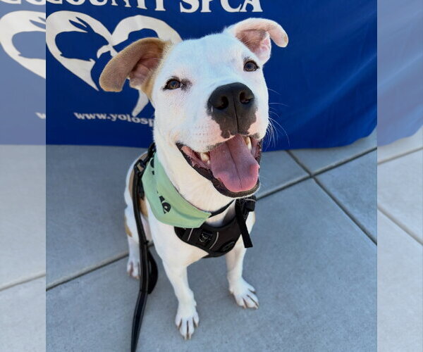 Medium Photo #1 American Pit Bull Terrier-Unknown Mix Puppy For Sale in Davis, CA, USA
