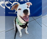 Small American Pit Bull Terrier Mix