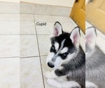 Small Photo #37 Siberian Husky Puppy For Sale in WASHBURN, WI, USA