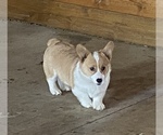Small #1 Pembroke Welsh Corgi
